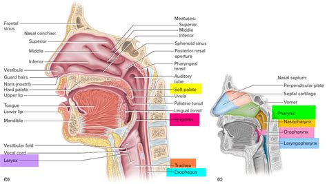 Pharynx - Anatomy & Function in Respiratory System