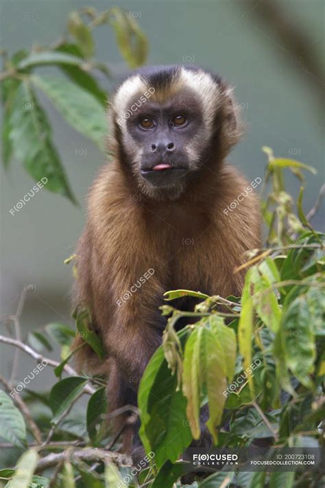 Brown Capuchin monkey sitting in tree foliage — mammal, Tufted capuchin ...