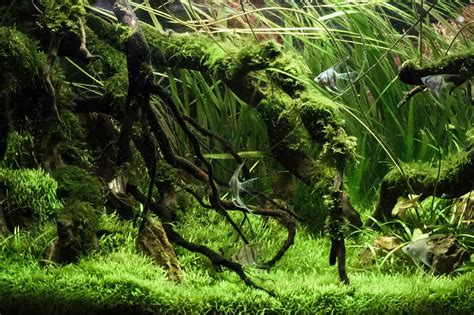 30+ Best Low Light Aquarium Plants: Easy Care, Carpet and More ...