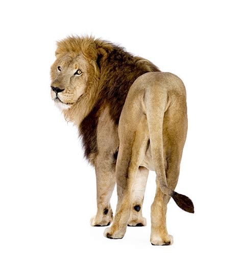 Lion Back Stock Photos, Pictures & Royalty-Free Images - iStock