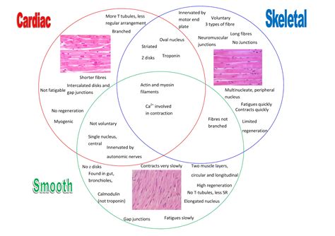 Differences and Similarities between cardiac, skeletal and smooth muscles