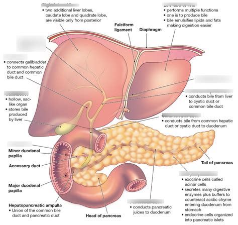 The liver, gallbladder, and pancreas Diagram | Quizlet