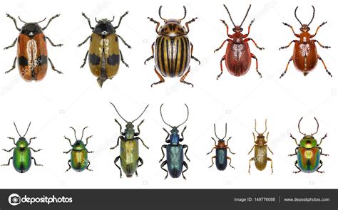 Set of Leaf-beetles of Europe - Chrysomelidae — Stock Photo ...