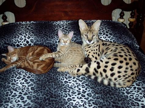 Savannah cats photo and wallpaper. Beautiful Savannah cats pictures