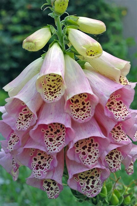 Foxglove Plant