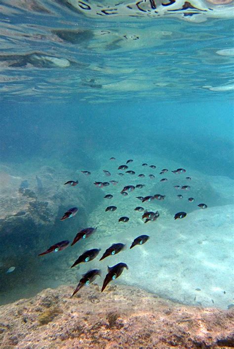 Curacao Snorkeling Pictures - See What It's Like | Snorkelen, Vakanties ...