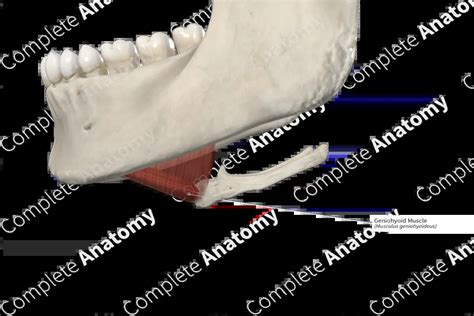 Geniohyoid Muscle | Complete Anatomy