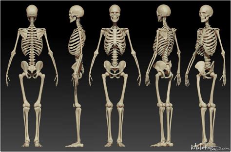 skeleton reference - Google 검색 Human Skeleton Anatomy, Female Skeleton ...