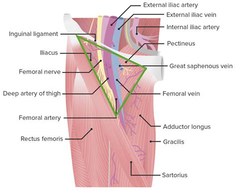 Femoral Region and Hernias: Anatomy - Lecturio Medical