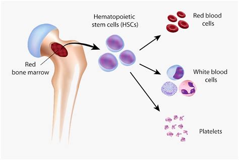 Blood Cell Formation From Red Bone Marrow - Formation Of Blood Cells In ...