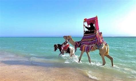 10 Best Saudi Arabia Beaches