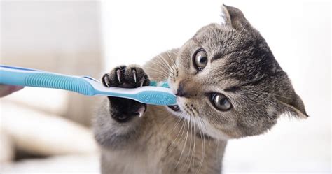 How to Take Care of Your Cat's Teeth? | Neakasa Official