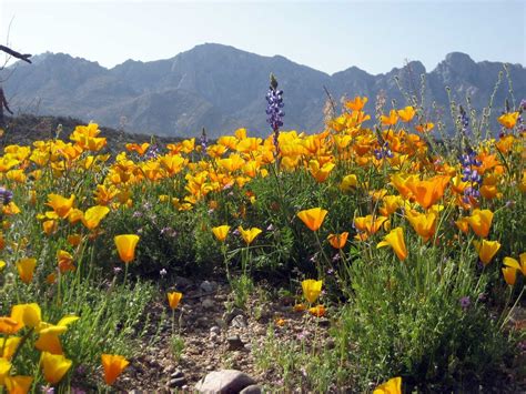 Catalina State Park - Tucson Attractions