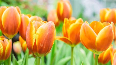 Learn All About Each Tulip Color Meaning | Petal Talk