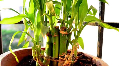 How To Save a Lucky Bamboo From Root Rot (An Easy Guide)