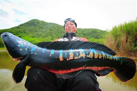 Giant Snakehead Fish