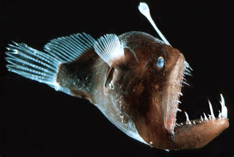 The Deep Sea Anglerfish - Bioluminescence