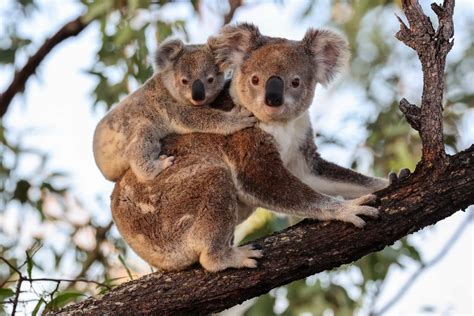 Koala conservation builds momentum in regional Queensland - NRM Regions ...