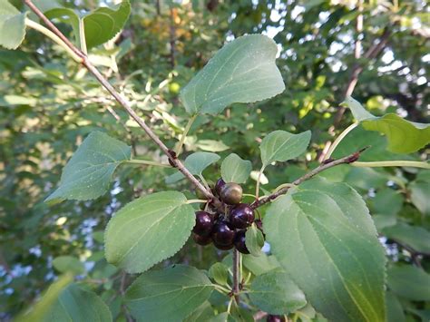 Invasive Species Western New York PRISM