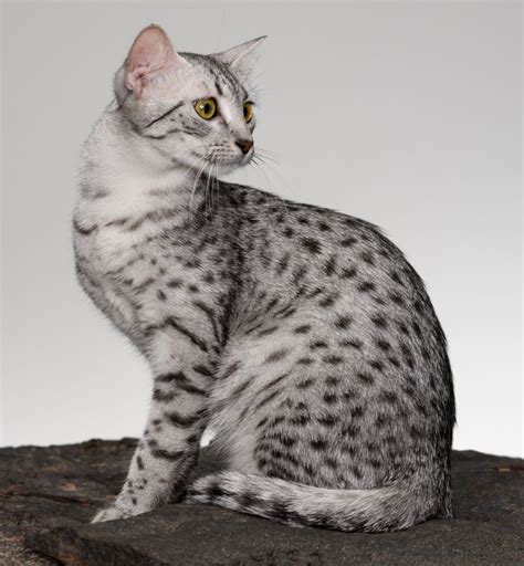 15 Exotic Cat Breeds You Can Adopt | Litter-Robot