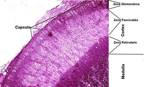 Adrenal Gland Histology Slide Labeled