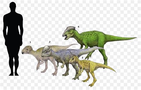 Micropachycephalosaurus Chaoyangsaurus Tylocephale Goyocephale Dinosaur ...