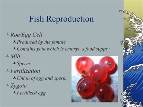 Fish Life Cycle & Reproduction.pptx