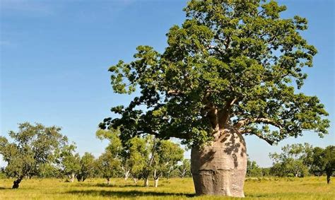 The Australian Boab Tree - News, Plants