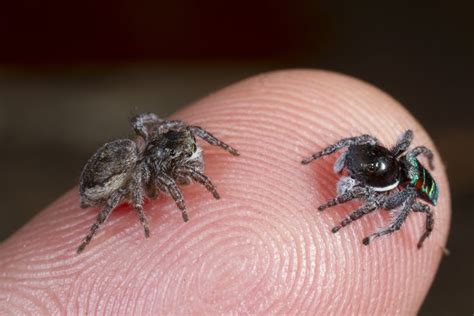 A female and male pair of peacock jumping spiders face each other while ...