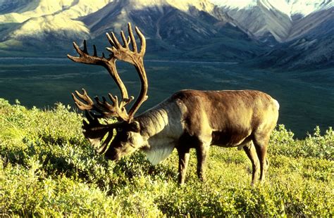 Reindeer | Habitat, Diet, Antlers, & Facts | Britannica