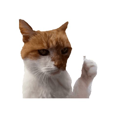 Cat Thumbs Up Sticker by Content Creation Agentur for iOS & Android | GIPHY