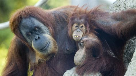 Endangered Orangutans at Risk As Illegal Logging Accelerates in Indonesia