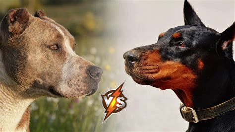 Doberman VS Pitbull - Who is Stronger in a Fight - YouTube