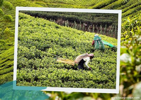 Tea cultivation in Sri Lanka