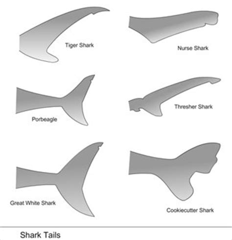 draw a shark tail - Clip Art Library