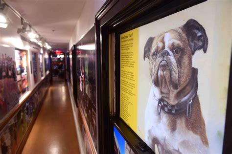 PHOTOS of Handsome Dan, Yale's Bulldog Mascot