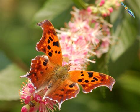 Vivien's: 10 Most Beautiful Species of Butterflies