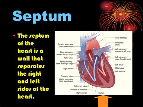 What Is The Septum Of The Heart