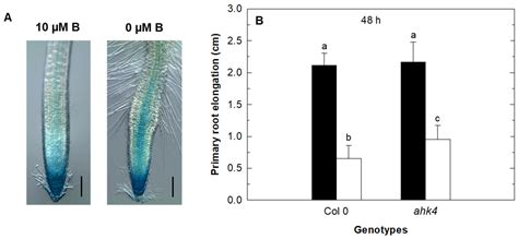 Plants | Free Full-Text | Crosstalk of Cytokinin with Ethylene and ...