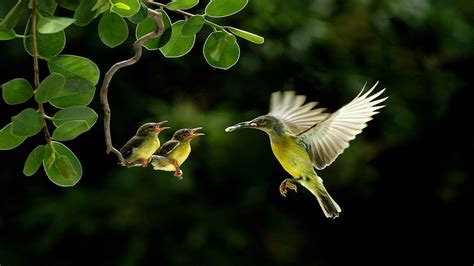 Beautiful Birds Wallpapers - Wallpaper Cave