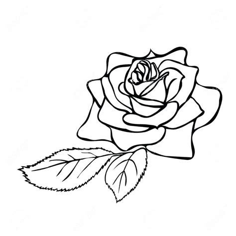 Rose Drawing Outlines at GetDrawings | Free download