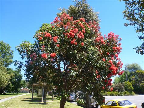 Eucalyptus Ficifolia X Calophylla (Corymbia Ficifolia X Calophylla ...