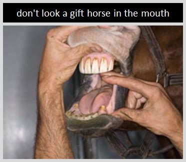 "Don't Look a Gift Horse in the Mouth" | Origin and Meaning