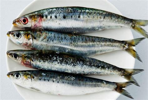 Sardine - Definition of Sardine