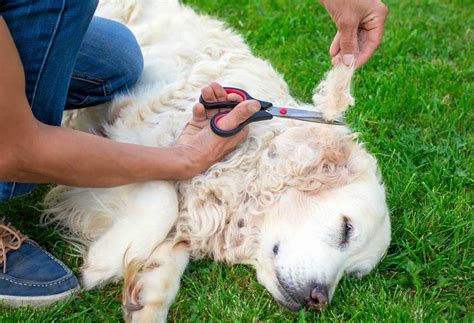 What Causes Matted Dog Hair