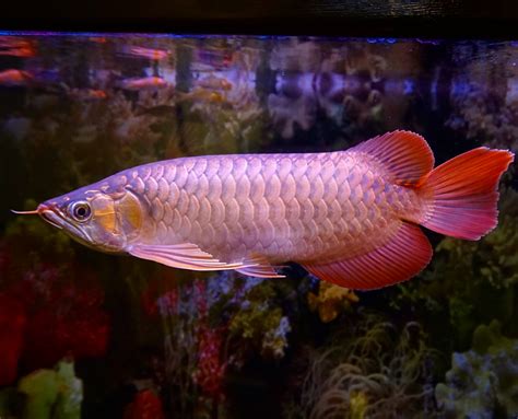 Arowana Of South East Asia (GSN Arowana Gallery) | Serama Negeri™