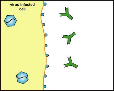 BIOL 230 Lecture Guide - Phagocytosis-Extracellular Killing