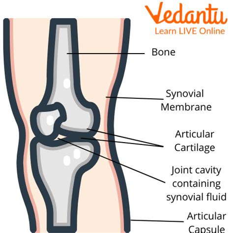 Joints in the Human Body - Types, Structure, and FAQs