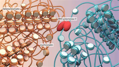 What are chromatin, heterochromatin and euchromatin? - Mechanobiology ...