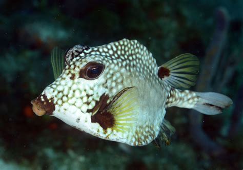 44_adj_DSC_2979 trunkfish | Beautiful sea creatures, Weird sea ...